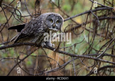 Grand hibou gris dans une forêt de pins ponderosa en été. Vallée de Yaak dans les montagnes Purcell, dans le nord-ouest du Montana. (Photo de Randy Beacham) Banque D'Images