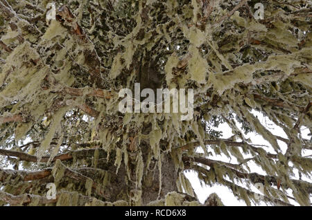 Lichen de cheveux de sorcières dans une forêt de sapins d'épinette après une tempête de neige en automne. Purcell Mountains, dans le nord de l'Idaho. (Photo de Randy Beacham) Banque D'Images