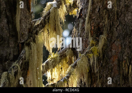 Lichen de cheveux de sorcière sur l'épinette d'Engelmann dans la zone sans route de Buckhorn Ridge à l'automne. Purcell Mountains, Montana. (Photo de Randy Beacham) Banque D'Images