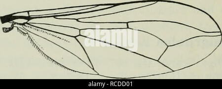 . Diptera Danica : genres et espèces de mouches trouvés jusqu'au Danemark. Diptères. Fig. 28. Antenne de P. nigritu- lusS X112.. Fig. 29. Aile de P. nigritulus ^. Des femmes. Similaire, frons noire et brillante dans les deux tiers supérieurs, au-dessus de l'antenne gris blanchâtre. Venter pas vêtu comme dans l'homme ; hypopygium ovale allongé, noir et brillant, à la base, pruineuse rougeâtre ovipositeur, mince et droit, sur aussi longtemps que la partie basale. Hind trochanters comme dans l'homme ; les griffes et les pulvilli pas plus grand. Longueur 3-3,5 mm. On sait que son geniciilatus Verrall considéré et nigritulus Zett. Comme la même espèce Banque D'Images