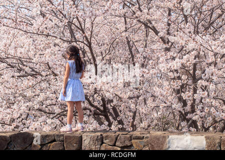 Jeune fille qui marche sur un mur de pierre en face de fleurs de cerisier Banque D'Images