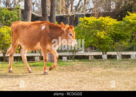 Jeune vache veau marche dans le sol Banque D'Images