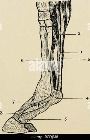 . Les maladies du pied du cheval. Les sabots des chevaux ; -- maladies ; les chevaux -- maladies. 18 LES MALADIES DU PIED DU CHEVAL à l'action.-l'action de ce muscle est d'étendre la troisième phalange sur la deuxième, la deuxième sur la première, et la première sur les métacarpes. Elle aide également à l'extension du pied sur l'avant-bras.. Fig. 10.-les tendons fléchisseurs et extenseurs Pedis. (Après Haubner.) Je, le Tendon du fléchisseur perforans ; 2, son soutien à l'arrivée de la bande du ligament postérieur du carpe ; 3, tendon fléchisseur de la par- forates ; 4, bague et gaine du fléchisseur perforatus ; 5- , élargir les par le fléchisseur Banque D'Images