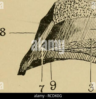 . Les maladies du pied du cheval. Sabots ; chevaux. Anatomie 39 EEGIONAL marquée par une série d'anneaux qui tournent horizontalement de talon à talon. Elles sont dues à des influences de l'alimentation, le climat, et légère ou grave de la maladie. Ce fait sera noté encore une fois dans une page plus tard. Dans un jeune cheval sain et l'ensemble de la face externe du mur est lisse et brillant. Cette apparition est due à une fine couche de corne, sécrétées indépendamment du mur proprement dit, appelé la periople. La face interne de la paroi, qui adapté à la sensi- tive lamelles, est étroitement couvert sur toute sa surface avec. i. Veuillez Banque D'Images