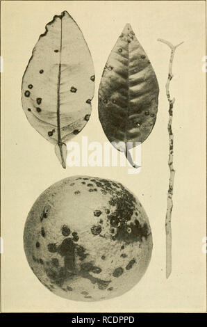 . Les maladies des plantes d'importance économique. Les maladies des plantes. Fig. 71. - Le chancre des agrumes. Après Webber.. Veuillez noter que ces images sont extraites de la page numérisée des images qui peuvent avoir été retouchées numériquement pour plus de lisibilité - coloration et l'aspect de ces illustrations ne peut pas parfaitement ressembler à l'œuvre originale.. Stevens, Frank Lincoln, 1871- [from old catalog] ; Hall, John Galentine, 1870- [from old catalog] coauteur. New York, The Macmillan Company Banque D'Images