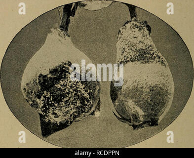 . Les maladies des plantes d'importance économique. Les maladies des plantes. 110 LES MALADIES DES PLANTES ÉCONOMIQUES Texas pourriture des racines. Voir le coton. La moisissure noire (Alternaria sp.). - En plus des ravages de cette maladie que de la pomme, les feuilles et les tiges sont également attaqué et le fruit la blessure n'est pas limité à. Fig. 46. - Les jeunes coings montrant la rouille. Après la fin de l'oranger Bailey. La maladie a été noté principalement sur l'Kieffer. Pour le traitement, voir apple. La rouille du cognassier (Gymnosporangium clavipes C. &AMP ; P.)- - La rouille du cognassier, stade de printemps, d'accord avec la rouille en caractères généraux. Le champignon se développe sur la causalité fru Banque D'Images