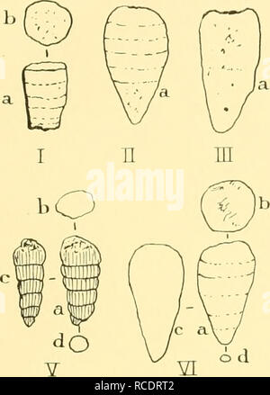 . Rapports de découverte. La découverte (navire) ; des expéditions scientifiques. Les fossiles 13 Co7ich4sion provisoire une remarque peut-être émit. La forme dragué dans la mer de Weddell, semble appartenir à un groupe de genres, dont certaines n'est pas parfaitement connue, qui sont caractéristiques des roches du Paléozoïque, un âge carbonifère et Permien. Si la vue ci-dessus est correcte, elle rappelle la conclusion intéressante que les strates d'âge similaire doit rocheux à proximité. L'affleurement est peut-être sur le fond de la mer, mais comme les deux stations sont à peu de distance de la côte antarctique-line il est plus probable tha Banque D'Images