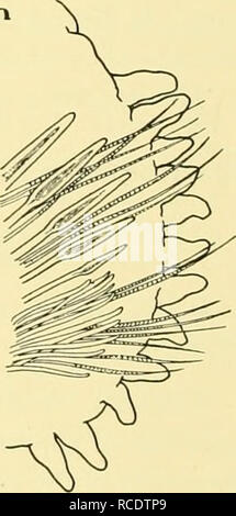 . Rapports de découverte. La découverte (navire) ; des expéditions scientifiques. 144 rapports de découverte, ARICIIDAE Famille Savigny Genre Aricia Aricia Savigny, marginata, Ehlers. Ehlers, 1897, p. 95, pi. vi, fig. 150-156. Benham, 1921, p. 77. Nainereis marginata, Fauvel, 1916, p. 445, pi. viii, fig. 26-33, ^^»^^ la synonymie. St 45. 6. iv. 26. 2-7 km S 85° E de Jason lumière, la Géorgie du Sud. 238-270 m. L'OTL d'engrenage. Bas : gris de boue. Soixante spécimens. Saint-jean 141. 29. xii. 26. À l'Est de la baie Cumberland, de la Géorgie du Sud. 200 mètres de la rive, sous le mont Duse. 17 à 27 m. BTS d'engrenage. En bas : la boue. Quatorze spécimens. Saint-jean 144. 5. i. 27 Banque D'Images