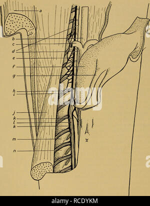 . Rapports de découverte. La découverte (navire) ; les expéditions scientifiques ; océan ; l'Antarctique, îles Falkland. Fig. 5. Le plexus veineux lombaire. un muscle grand droit, h, Intraspinous b veine, rectum, j'artère segmentaire ordre croissant c, de l'utérus j, muscle Hypaxial d, aorte dorsale k, veine caudale e, postcava / droit, l'artère caudale /, vessie m, 15e vertèbre lombaire g, de l'uretère ", première vertèbre caudale. Veuillez noter que ces images sont extraites de la page numérisée des images qui peuvent avoir été retouchées numériquement pour plus de lisibilité - coloration et l'aspect de ces illustrations ne peut pas parfaitement ressembler à l'ou Banque D'Images