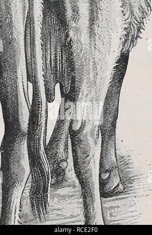 . Les maladies du bétail, moutons, chèvres et porcs. La médecine vétérinaire. --X ; l'Argentine sous le nom de diarrhée, la pasteurellose bovine, ou enteque. L'hypothèse n'a pas été vérifiée, et des traitements, dit Camping naturiste la genèse par lui d'avoir réussi à l'Argentine, toujours échoué dans la main Moussn. Le seul point qui me semble recevable, c'est que cette maladie, qui Moussu considéré comme ayant des analogies avec la dysenterie sporadiques chronique dans l'homme, est due à un ou plusieurs organismes qui se développent dans l'intestin et produisent des toxines, ce qui provoque la diarrhée, sans, toutefois, niarked in- flammation de la muqueuse intestinale Banque D'Images