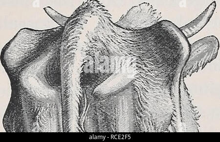 . Les maladies du bétail, moutons, chèvres et porcs. La médecine vétérinaire. 208 L'entérite.. --X ; l'Argentine sous le nom de diarrhée, la pasteurellose bovine, ou enteque. L'hypothèse n'a pas été vérifiée, et des traitements, dit Camping naturiste la genèse par lui d'avoir réussi à l'Argentine, toujours échoué dans la main Moussn. Le seul point qui me semble recevable, c'est que cette maladie, qui Moussu considéré comme ayant des analogies avec la dysenterie sporadiques chronique dans l'homme, est due à un ou plusieurs organismes qui se développent dans l'intestin et produisent des toxines, ce qui provoque la diarrhée, sans, toutefois, en niarked- flammation du je Banque D'Images