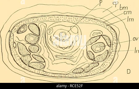 . Rapports de découverte. La découverte (navire) ; les expéditions scientifiques ; océan ; l'Antarctique, îles Falkland. Fig. 45. Amphiporus spinosas, Burger. Une section, à travers l'extrémité de la tête ; B, C, de l'armature ; stylet accessoire ; D, section transversale du corps, BM, membrane de sous-sol ; cm, la couche musculaire circulaire ; e, oeil, ep, l'épithélium ; hg, chef gland ; /// ;, la couche musculaire longitudinale, latérale ; en ; ov, la gonade ; /&gt ;, trompe ; rd, rhynchodaeum.. Veuillez noter que ces images sont extraites de la page numérisée des images qui peuvent avoir été retouchées numériquement pour plus de lisibilité - coloration et l'aspect de ces illu Banque D'Images