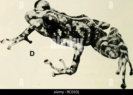 . L'Eleutherodactylus des pentes de l'Amazonie Andes équatoriennes (Anura : amphibien). Eleutherodactylus ; Amphibiens Amphibiens amphibien ; ; ; les amphibiens. . Veuillez noter que ces images sont extraites de la page numérisée des images qui peuvent avoir été retouchées numériquement pour plus de lisibilité - coloration et l'aspect de ces illustrations ne peut pas parfaitement ressembler à l'œuvre originale.. Lynch, John D ; Duellman, William Edward, 1930- coauteur. Lawrence : Université du Kansas Banque D'Images