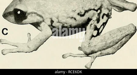 . L'Eleutherodactylus des pentes de l'Amazonie Andes équatoriennes (Anura : amphibien). Eleutherodactylus ; Amphibiens Amphibiens amphibien ; ; ; les amphibiens. . Veuillez noter que ces images sont extraites de la page numérisée des images qui peuvent avoir été retouchées numériquement pour plus de lisibilité - coloration et l'aspect de ces illustrations ne peut pas parfaitement ressembler à l'œuvre originale.. Lynch, John D ; Duellman, William Edward, 1930- coauteur. Lawrence : Université du Kansas Banque D'Images