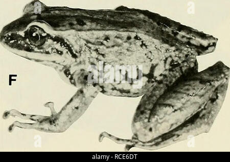 . L'Eleutherodactylus des pentes de l'Amazonie Andes équatoriennes (Anura : amphibien). Eleutherodactylus ; Amphibiens Amphibiens amphibien ; ; ; les amphibiens. . Veuillez noter que ces images sont extraites de la page numérisée des images qui peuvent avoir été retouchées numériquement pour plus de lisibilité - coloration et l'aspect de ces illustrations ne peut pas parfaitement ressembler à l'œuvre originale.. Lynch, John D ; Duellman, William Edward, 1930- coauteur. Lawrence : Université du Kansas Banque D'Images