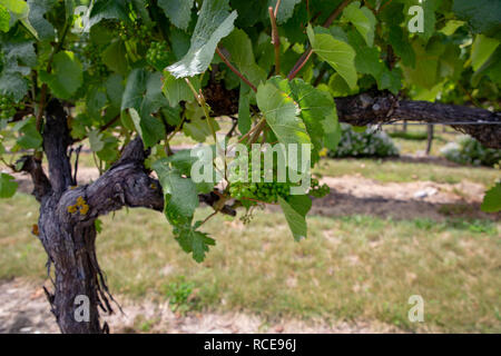 Close-up de raisins mûrs en croissance sur une vigne à Waipara, Nouvelle-Zélande Banque D'Images