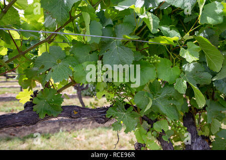 Grappes de raisin non mûr dans l'été de plus en plus sur des vignes dans un verger à Canterbury, Nouvelle-Zélande Banque D'Images