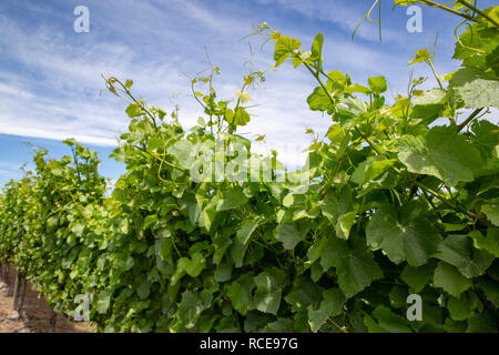 Les vrilles de la vigne se développer à l'appui le long d'un treillage en été dans un vignoble en Nouvelle Zélande Banque D'Images