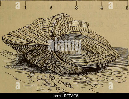 . Éléments d'zoölogy. Zoologie. Les bivalves AVEC SIPHONS. 5 ? L'hiver et au début du printemps. Ils vivent pendant dix ou quinze ans. Valeur.-Unios produisent des perles, et à Saint Clair Comté (Illinois), et comté de Rutherford, Tennessee, leur collection est une entreprise rentable. En Ecosse, 50 000 $ de frais-perles d'eau ont été prises à partir de unios pendant l'été. Une perle a été prise d'une unio près de Salem, dans le New Jersey, il y a quelques années, qui a vendu à Paris pour 2 000 $. Les bivalves AVEC SIPHONS. Tridacna (Tridacnidce).-Dans le Tridacna gigas (Fig* 59), le plus important, les coquilles de mollusques bivalves vivants sont souvent 5 pieds Banque D'Images