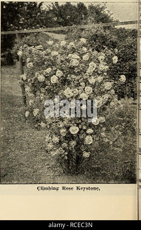 . Dingee guide de culture rose. Lady Gay Fleurs d'une délicate couleur rose cerise, qui disparaît d'un feuillage vert tendre blanc de profondeur. Cultivateur vigoureux, parfaitement rustique. Couvre un grand porche ou treillis dans un temps incroyablement court. L'une des charmantes mosi de tous les grimpeurs. Rose profond-triomphant, le changement à la tête pâle ; à l'ombre et bigarré.  Perfectlv MICROPHYLIA blanc et doux ; double blanc pur. MULTIFLORA-couvre assez lui-même avec beaucoup de groupes de petites blanc, 1, fleurs parfumées. Rose rose vif-SUPERBA, clair et beau. Les grappes de fleurs en Alabama belle rose blush lumineux  ; grand Banque D'Images