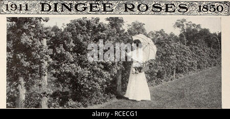 . Dingee guide de culture rose : 1850 1911. . Crimson Rambler roses cultivées comme couverture La célèbre Rambler Roses DE GÉNÉRAL ET DE PLUS EN PLUS POPULAIRE partout cette grande famille de rosiers grimpants est devenu si bien et si avantageusement connu que nous ne considérons description étendue nécessaire. Le Rambler divers roses sont absolument essentielles à la Roseraie moderne. Toutes ces roses sont Rambler hardy dans tout le pays, et, une fois plantés, ils deviennent pratiquement permanente. Prix de toutes les roses sur cette page, sauf indiqué, 15 cts. chaque, tout 4 pour 50 cts. ; une plus grande taille, 20 cts. chacun, 3 fo Banque D'Images