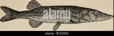 . Éléments d'zoölogy : un manuel. Zoologie. MALACOPTERI OU SOFT-FIN NED POISSONS. 277 posés d'une forte et très forte à la colonne, qui est si ar- ticulated que le poisson peut porter près du corps ou de l'étendre de manière inamovible, ce qui en fait une arme dangereuse. Certaines espèces du Siluroids, comme la Silurus (Fig. 3i2) de l'Europe centrale, atteindre le poids de deux ou trois cents livres. Dans l'ordre d'Malacopteri conies à l'ensemble de la carpe, Dace, roses, ou Cyprinidse, et les ventouses ou Cacostomidse, si abondants dans les eaux douces. Contrairement à la carpe et les autres soft-fis à ailettes Banque D'Images
