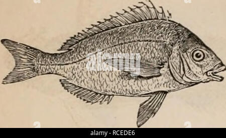 . Éléments d'zoölogy : un manuel. Zoologie. 2 DE VERTÉBRÉS : poissons ou poissons. FlG- 326-. Porgee Pagrm ou Scup, argyrops. Le Porgees Sheepsheads Sparidre ou et, de l'Atlantique, sont bien connus de la colonne vertébrale poissons à nageoires, qui ont leurs dents en avant, beaucoup ressemblant à ceux de l'homme.  ! COllie le ClirioilS Scisenoids et intéressant, connu sous les noms de poissons, Sheepsheads-faible de nos lacs du nord et de l'Ouest, Umbrinas, Pogonias, etc.. Veuillez noter que ces images sont extraites de la page numérisée des images qui peuvent avoir été retouchées numériquement pour plus de lisibilité - une coloration Banque D'Images