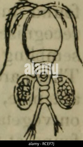 . Éléments de zoologie, ou, histoire naturelle des animaux / éd. par D.M. Reese. Zoologie. Branchipus Stagnalis. nombre d'espèces, dont les mouvements sont généralement très régulières et tempéré. L'branchipus, l'un des exemples les plus caractéristiques, se trouve souvent en grand nombre, dans de petites flaques, et plus abondamment après de fortes pluies. Les oeufs sont capables d'être séché sans blessure, et tué peu après avoir été humidifié. À cet ou- der appartient l'Artemia salina, ou des crevettes de saumure, qui se trouve dans le sel-casseroles lorsque l'évaporation est considérablement avancé. Ses métamorphoses sont très remarquables, Banque D'Images