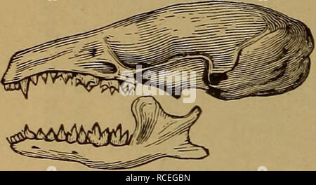 . Éléments d'zoölogy. Zoologie. 312 ANIMAUX À COLONNE VERTÉBRALE.. et d'autre des lèvres sont soulevées, la langue appuie sur la passoire de l'eau, les gelées en passant l'ex- trêmement petite gorge, c'est seulement adapté pour ce genre de nourriture. Le Balcena mysticcetus (baleine du Groenland), cis- Balcena arctica, et austra/est, sont familiers des formes. Valeur.-Une seule baleine, capturé par un nouveau navire de Londres en 1884, réalisé pour 12 230 $ de baleine, d'huile ; 3 490 $, au total, 15 720 $ ;. Spermaceti et l'ivoire sont d'autres productions. Commander IV. Mammifères insectivores (Insectivord). Caractéristiques générales.-Les animaux de t Banque D'Images