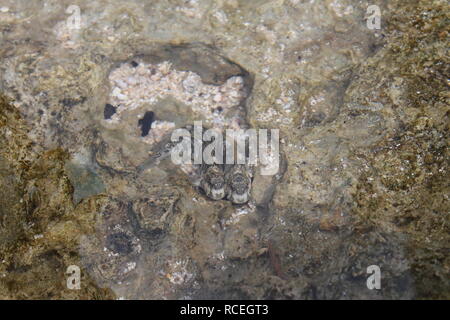 Hawaii Mermaid Caves Banque D'Images