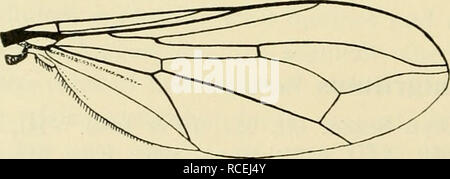 . Diptera danica : genres et espèces de mouches trouvés jusqu'au Danemark. Diptera -- le Danemark. Fig. 28. Antenne de P. nigritu^- lus X112.. Fig. 29. Aile de P. nigritulus (^. Des femmes. Similaire, frons noire et brillante dans les deux tiers supérieurs, au-dessus de l'antenne gris blanchâtre. Venter pas vêtu comme dans l'homme ; hypopygium ovale allongé, noir et brillant, à la base, pruineuse rougeâtre ovipositeur, mince et droit, sur aussi longtemps que la partie basale. Hind trochanters comme dans l'homme ; les griffes et les pulvilli pas plus grand. Longueur 3-3,5 mm. Comme connu Verrall considérait son geniculatus et nigritulus Zett. comme le Banque D'Images