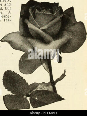 . Dingee guide de culture rose : 1917. Souvenir de Pierre Xotting. Mme B. R. Cant Cette nouvelle Rose est une variété à croissance extrêmement forte, produisant des tiges, avec de grandes fleurs et feuillage sain, près de l'égalité et le style d'Helen Gould, mais plus profonde ; double rose, rose argenté avec centre. Un jardin lumineux, clair, rose et d'un bloomer prolifique, surtout bon pour la culture en plein air. Délicieusement fra- subvention. La PRINCESSE DE SAGAN Thf&gt ; Les fleurs sont bien I , J ^^ ; faites, alors que les bourgeons sont belles. Le ^ ^'. J'^^^j est de couleur pourpre veloutée, fine, très brillant. M BEg^ ^^^b La brousse est rema Banque D'Images