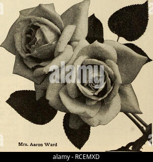 . Dingee guide de culture rose : depuis plus de 60 ans d'autorité. Mme, Aaron Ward, l'un des plus récents de toutes les Roses hybrides de thé jaune, et vraiment beau dans la forme et de la couleur. La couleur varie de l'orange cuivré dans l'ouverture, l'évolution des bourgeons à golden orange, et lorsque la fleur est complètement ouverte c'est une belle nuance de couleur beige rosé. Les plus vigoureux de la croissance, chaque shoot produisant une fleur et vêtue de noir, feuillage vert brillant, marron sur le dessous. C'est l'un des meilleurs de la nouvelle des roses jaunes, et appelé à devenir très populaire. Première taille, 25c. chaque, 5 pour 1,00 $ ; plus grande taille, 35c. chacune ; Banque D'Images