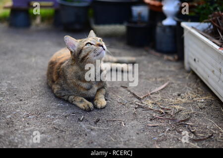 Un jeune chat tigré gris à la recherche vers le ciel et en appui sur le sol en ciment, Banque D'Images