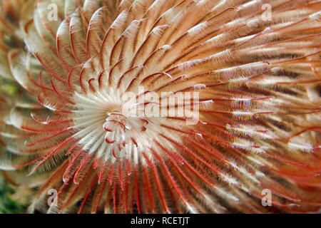 Feather Duster worm - Sabellastarte indica Banque D'Images