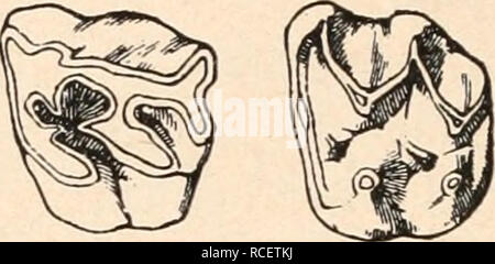 . Die stämme der wirbeltiere. L'évolution, la paléontologie, les Vertébrés. . Veuillez noter que ces images sont extraites de la page numérisée des images qui peuvent avoir été retouchées numériquement pour plus de lisibilité - coloration et l'aspect de ces illustrations ne peut pas parfaitement ressembler à l'œuvre originale.. Othenio Abel, 1875-1946. Berlin W. de Gruyter Banque D'Images
