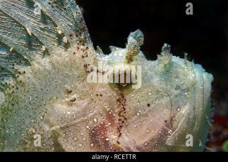 Taenianotus triacanthus - poisson feuille Banque D'Images