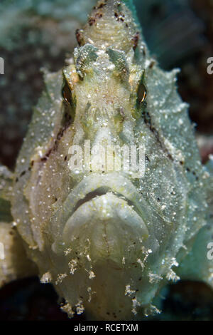 Taenianotus triacanthus - poisson feuille Banque D'Images