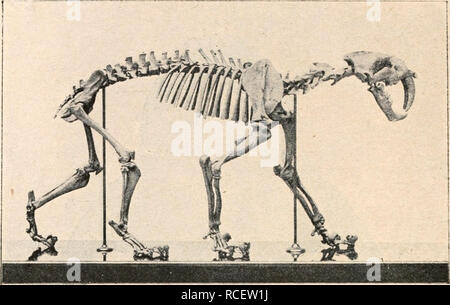 . Die stämme der wirbeltiere. L'évolution, la paléontologie, les Vertébrés. 746 Die Stämme der Wirbeltiere. Ursus. Un Oberpliozän - Europas.1 Arctotherium. - Plistozän Nord- und Südamerikas.2. Fig. 555. Smilodon californicus, Merriam, aus dem Plistozän Kaliforniens. (Nach F. Drevermann.) F. Procyonidae. Die sind eine Gruppe nordamerikanischen Waschbären Ursprungs, wo sie zuerst im von Untermiozän Phlaocyon Colorado mit3 auftreten ; 1 M. Schlosser, Parailurus Böckhi Ursus und anglicus. - Communiques a. d. Jahrbuch d. Ung. Geol. Anstalt, XIII. Bd., Budapest 1900, p. 87. W. de Reichenau, Beiträge zur nä Banque D'Images