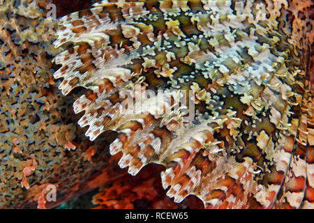 Tassled scorpionfish - Scorpaenopsis oxycephala Banque D'Images