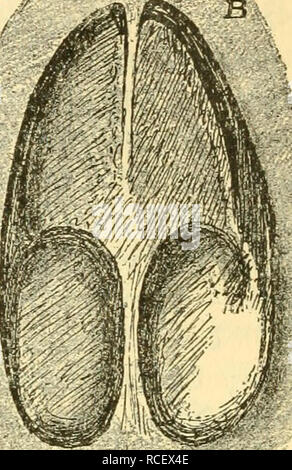 . Die Säugetiere Deutschlands : ihr Bau, ihre Lebensweise und ihre wirtschaftliche Bedeutung. Les mammifères. "Il"^*. Veuillez noter que ces images sont extraites de la page numérisée des images qui peuvent avoir été retouchées numériquement pour plus de lisibilité - coloration et l'aspect de ces illustrations ne peut pas parfaitement ressembler à l'œuvre originale.. Hennings, Curt, 1873-. Leipzig : Quelle &AMP ; Meyer Banque D'Images