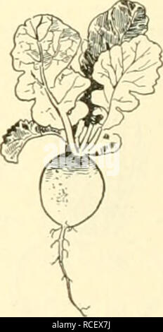 . Éléments de l'agriculture philippine. L'agriculture. Fig. 49. La plantation de navet et de la culture de betteraves. Toutes ces plantes doivent être plantées dans les lignes 30 cm de distance, les graines je cm de profondeur, couvert par de très fines du sol. Les jeunes plantes doivent être de 15 cm sur les lignes. La betterave, navet, panais et sera bientôt de monde ; et puis tous les deuxième usine devrait être enlevé et mangé. Le navet et radis poussent le mieux sur des sols plus légers. Pour les panais le sol doit être particulièrement profonde ; par conséquent, ils sont une culture de saison sèche. Navets, radis, moutarde, et les choux sont près de plantes apparentées, et ont le même diseas Banque D'Images