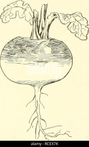 . Éléments de l'agriculture philippine. L'agriculture. JO L'AGRICULTURE PHILIPPINE. Fig. 49. La plantation de navet et de la culture de betteraves. Toutes ces plantes doivent être plantées dans les lignes 30 cm de distance, les graines je cm de profondeur, couvert par de très fines du sol. Les jeunes plantes doivent être de 15 cm sur les lignes. La betterave, navet, panais et sera bientôt de monde ; et puis tous les deuxième usine devrait être enlevé et mangé. Le navet et radis poussent le mieux sur des sols plus légers. Pour les panais le sol doit être particulièrement profonde ; par conséquent, ils sont une culture de saison sèche. Navets, radis, moutarde, et les choux sont près des plantes Banque D'Images