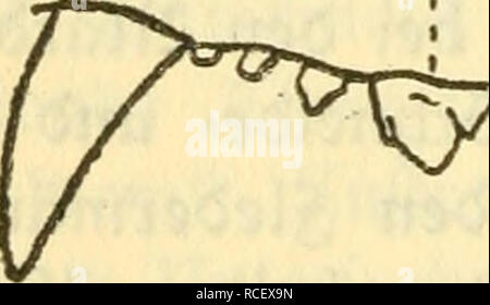 . Die Säugetiere Deutschlands : ihr Bau, ihre Lebensweise und ihre wirtschaftliche Bedeutung. Les mammifères. 0bcrf von Haubticren{efer. Die ivct§3ät)nc burdj Cintc punfticrtc bunbcn- pcr : a) Ka^cn, b) £}XTlarbcr unbe, c), d), e) "Dadis Sär.. Veuillez noter que ces images sont extraites de la page numérisée des images qui peuvent avoir été retouchées numériquement pour plus de lisibilité - coloration et l'aspect de ces illustrations ne peut pas parfaitement ressembler à l'œuvre originale.. Hennings, Curt, 1873-. Leipzig : Quelle &AMP ; Meyer Banque D'Images