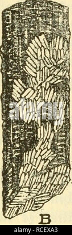 . Die Säugetiere Deutschlands : ihr Bau, ihre Lebensweise und ihre wirtschaftliche Bedeutung. Les mammifères. (^igur 23. "L'Ids" äkn Hinbe Aburdj:ber. ^afen, B burd ? XPüf^Imäufe.. Veuillez noter que ces images sont extraites de la page numérisée des images qui peuvent avoir été retouchées numériquement pour plus de lisibilité - coloration et l'aspect de ces illustrations ne peut pas parfaitement ressembler à l'œuvre originale.. Hennings, Curt, 1873-. Leipzig : Quelle &AMP ; Meyer Banque D'Images
