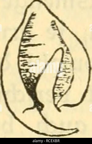 . Die Säugetiere Deutschlands : ihr Bau, ihre Lebensweise und ihre wirtschaftliche Bedeutung. Les mammifères. . Veuillez noter que ces images sont extraites de la page numérisée des images qui peuvent avoir été retouchées numériquement pour plus de lisibilité - coloration et l'aspect de ces illustrations ne peut pas parfaitement ressembler à l'œuvre originale.. Hennings, Curt, 1873-. Leipzig : Quelle &AMP ; Meyer Banque D'Images
