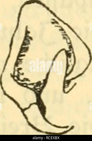 . Die Säugetiere Deutschlands : ihr Bau, ihre Lebensweise und ihre wirtschaftliche Bedeutung. Les mammifères. . Veuillez noter que ces images sont extraites de la page numérisée des images qui peuvent avoir été retouchées numériquement pour plus de lisibilité - coloration et l'aspect de ces illustrations ne peut pas parfaitement ressembler à l'œuvre originale.. Hennings, Curt, 1873-. Leipzig : Quelle &AMP ; Meyer Banque D'Images