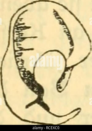 . Die Säugetiere Deutschlands : ihr Bau, ihre Lebensweise und ihre wirtschaftliche Bedeutung. Les mammifères. vftgur 9. ^äutigcr. Veuillez noter que ces images sont extraites de la page numérisée des images qui peuvent avoir été retouchées numériquement pour plus de lisibilité - coloration et l'aspect de ces illustrations ne peut pas parfaitement ressembler à l'œuvre originale.. Hennings, Curt, 1873-. Leipzig : Quelle &AMP ; Meyer Banque D'Images