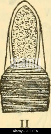 . Die Säugetiere Deutschlands : ihr Bau, ihre Lebensweise und ihre wirtschaftliche Bedeutung. Les mammifères. . Veuillez noter que ces images sont extraites de la page numérisée des images qui peuvent avoir été retouchées numériquement pour plus de lisibilité - coloration et l'aspect de ces illustrations ne peut pas parfaitement ressembler à l'œuvre originale.. Hennings, Curt, 1873-. Leipzig : Quelle &AMP ; Meyer Banque D'Images