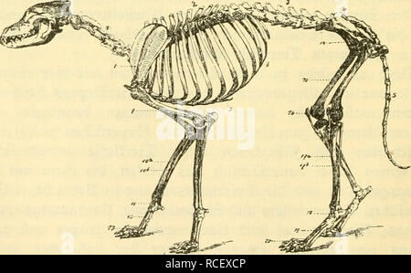 . Die Säugetiere Deutschlands : ihr Bau, ihre Lebensweise und ihre wirtschaftliche Bedeutung. Les mammifères. €12 rftes Chapitre. . Ktoafßrtticre, Industriel Monotremata ; 2. Beuteltiere, Marsupialia : 3. ^alinaxmc ^ ; Edentata,. Wale, cétacés ; 5. Huftiere, Ungulata ; 6. Haitbtiere, Carnivora : 7. Haaetiere, rongeurs ; 8. Nfeftenfreffer Kerfjäger 3ober, Insectivora ; 9. ^Ißbermäufe, Chiroptera ; 0, rjatbajfen, Prosimiae , lffen ; 2, simien. Von ihnen befi en^^ ipir nur bie burd Dxud ben hetvox^BDB des obenen beutfd^Vertreter auf bem en ^^ftlcinb äbreub xpir, u)dans augerbem ber Horb = ftfee IDalticre {unb ©ovce floffeufügi Banque D'Images